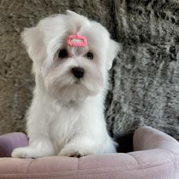Camilla - White female Maltese puppy in Vinton, Louisiana from Dreams & Love Maltese