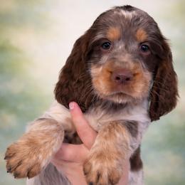 Lyra - Liver white and roan female English Springer Spaniel puppy in Florida from Thunderbird Springers