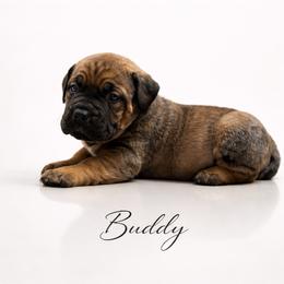 Buddy - Black male Boerboel puppy in Delta, Colorado from SATA Kennels