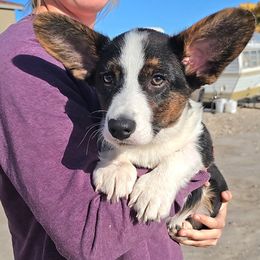 Archie - Black and white male Cardigan Welsh Corgi puppy in Myton, Utah from Cardigan Corgi Cuties 💓