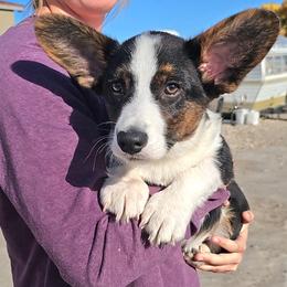 Archie - Black and white male Cardigan Welsh Corgi puppy in Myton, Utah from Cardigan Corgi Cuties 💓