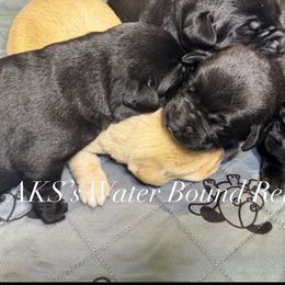Boy 5 - Black male Labrador Retriever puppy in Newport, North Carolina from AKS’s Water Bound Retrievers