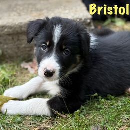Bristol - Black and white female Border Collie puppy in Coventry, Rhode Island from Michelle's Border Collies