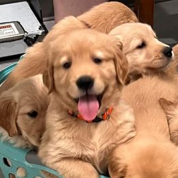 Golden Retrievers from Ellabell Goldens