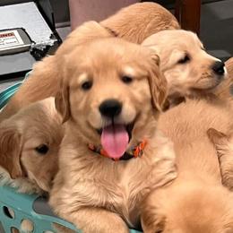 Golden Retrievers from Ellabell Goldens