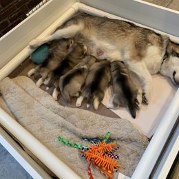 Alaskan Malamute Puppies from Sigma Alaskan Malamutes