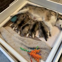 Alaskan Malamute Puppies from Sigma Alaskan Malamutes