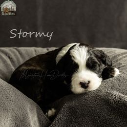 Stormy - Black female Australian Labradoodle puppy in Cashmere, Washington from Mountain Home Doodles