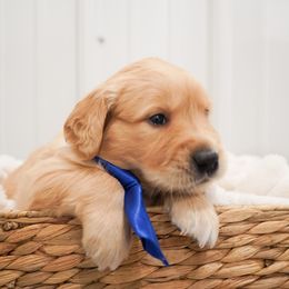 Golden Retriever, Miniature American Shepherd, and Siberian Husky Puppies from HuskiesAndGoldensWithFinesse