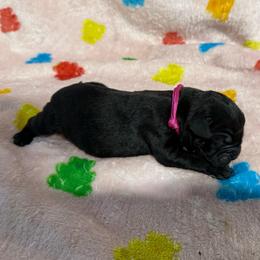Hot Pink Collar N - Black female Cane Corso puppy in Paris, Texas from Knucklehead Cane Corso