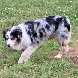 Australian Shepherds from Oak Tree Aussie Farms