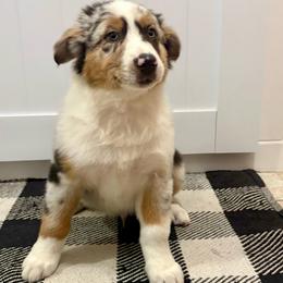Butch - Blue merle male Australian Shepherd puppy in Preston, Idaho from KC Bar Ranch Aussies