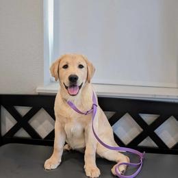 Labrador Retriever Puppies from BAK Forty Ranch