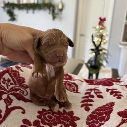 Coal - Red  male Goldendoodle puppy in Brooksville, Florida from Abby’s Standard Goldendoodles