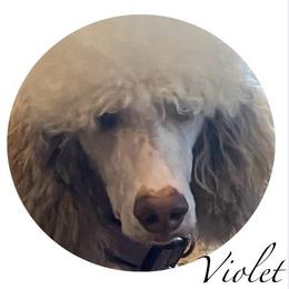 Poodle All Grown Up from New Beginnings Standard Poodles