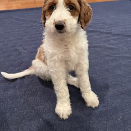 Goldendoodle Puppies from Cali Doodles