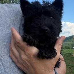 Boy 5-Purple - Black male Scottish Terrier puppy in Nickelsville, Virginia from Pecan Creek