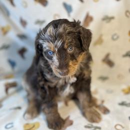 Rambo - Brown merle male Aussiedoodle puppy in Liberty, Texas from Poodles and Doodles Most Excellent Adventures