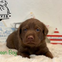 Labrador Retriever Puppies from Travis’ Chocolate Labradors