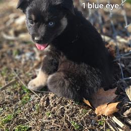 Present - Black tri female Miniature Australian Shepherd puppy in East Berlin, Pennsylvania from Stoney Point Frenchies & Mountain Top Shepherds