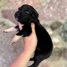 Fen - Black tri-color male Australian Shepherd puppy in Kalamazoo County, Michigan from Loveland Kennels