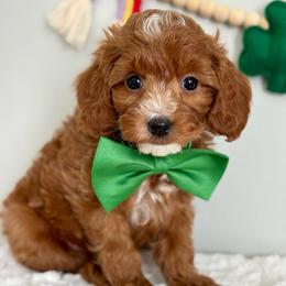 Red - Red  male Goldendoodle puppy in Hesperia, Michigan from Red Acres Poodles & Doodles