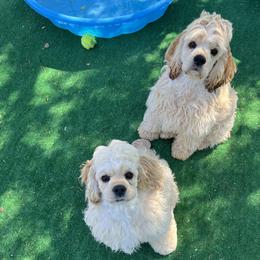 Cocker Spaniel All Grown Up from Shasta View Cockers