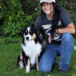 Spur - Miniature American Shepherd