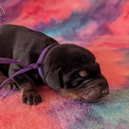 Purple Collar Female Amethyst and Sage - Black and rust female Doberman Pinscher puppy in Spencer, Indiana from Jackson's Dobermans