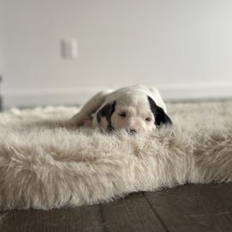 Dalmatian Puppies from Pawsitively Spotted