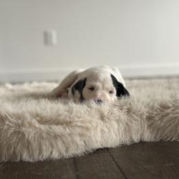 Dalmatian Puppies from Pawsitively Spotted