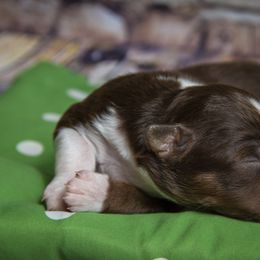 Miniature Australian Shepherd Puppies from Rocky Mountain Mini Aussies