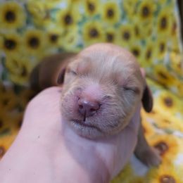 Boy 7 - Golden male Golden Retriever puppy in Middleburg, Florida from Rise and Shine Goldens