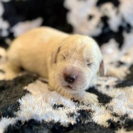 Rubble - Light golden male Golden Retriever puppy in Oregon from Bliss Retrievers