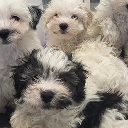 Maltipoos from Maltipoo Babies from Washington