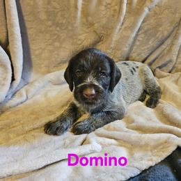 German Wirehaired Pointer Puppies from Vom Fleetwood