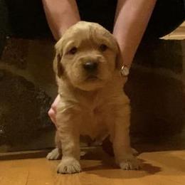 Golden Retriever Puppies from Aurora's Northern Goldens