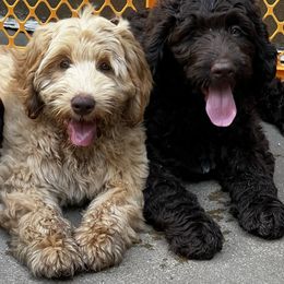 Australian Labradoodle Puppies from Gateway Australian Labradoodles