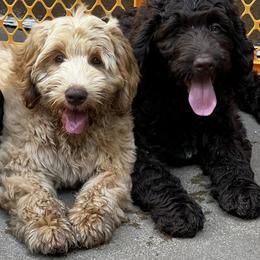 Australian Labradoodle Puppies from Gateway Australian Labradoodles