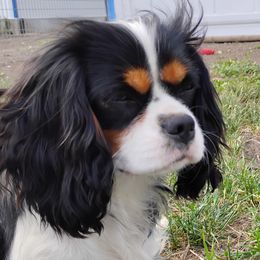 Nina - Cavalier King Charles Spaniel