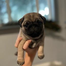 HooHoo - Fawn female Pug puppy in Grants Pass, Oregon from Malta Pugs