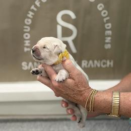 Miss Yellow-Dot - Light golden female Golden Retriever puppy in Fresno, California from Sanctuary Ranch Goldens