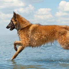 Belgian Sheepdogs and Belgian Tervuren from Ozma Belgians