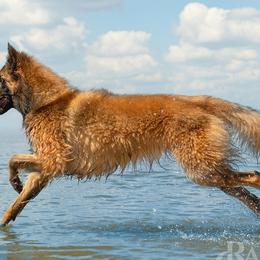 Belgian Sheepdogs and Belgian Tervuren from Ozma Belgians
