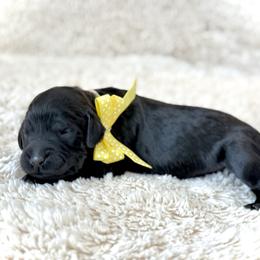 Miss Yellow - Black female Australian Labradoodle puppy in Wake Forest, North Carolina from Lucky Country Labradoodles