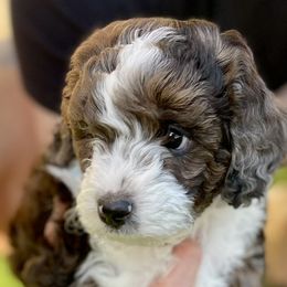 Aussiedoodles from Aussie Doodles Arizona