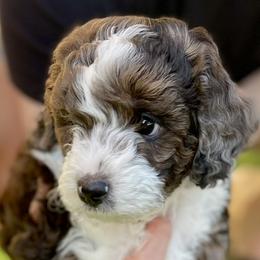 Aussiedoodles from Aussie Doodles Arizona