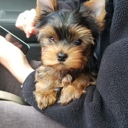 Yorkshire Terrier Puppies from Luxe Yorkshire Terriers