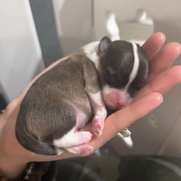 Chromeo - Slate male Chinese Crested puppy in Dublin, California from Show Style Chinese Cresteds