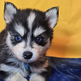Pomskies from Precious Paws Pomskies
